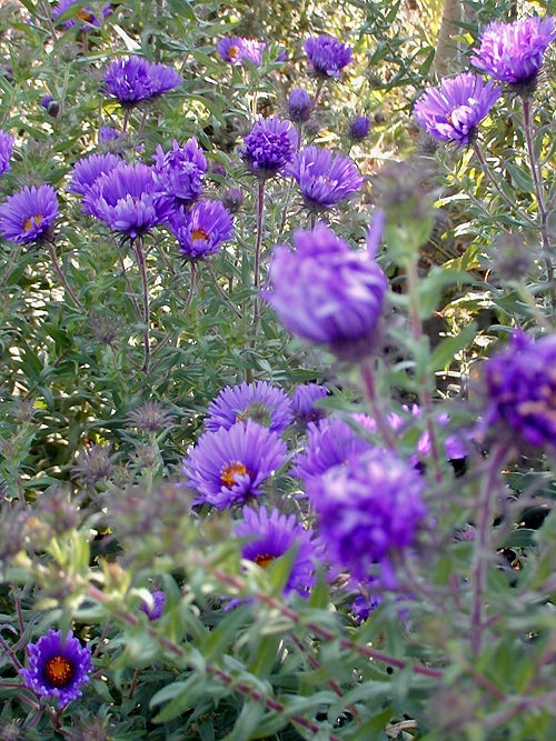 SYMPHYOTRICHUM NOVAE-ANGLIAE 'BARR'S VIOLET'