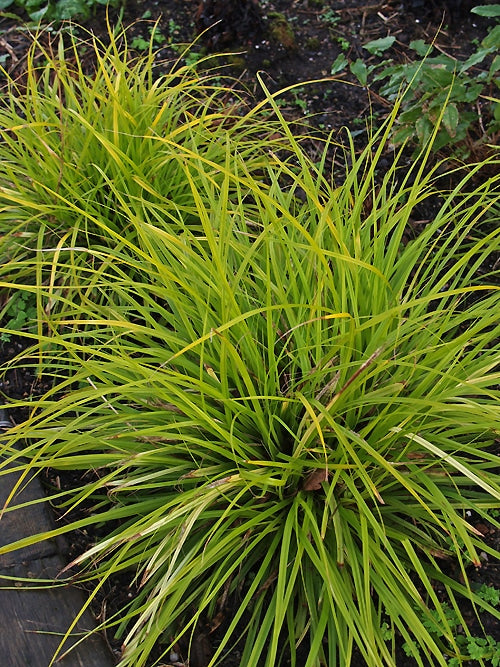 CAREX OSHIMENSIS 'EVERILLO'