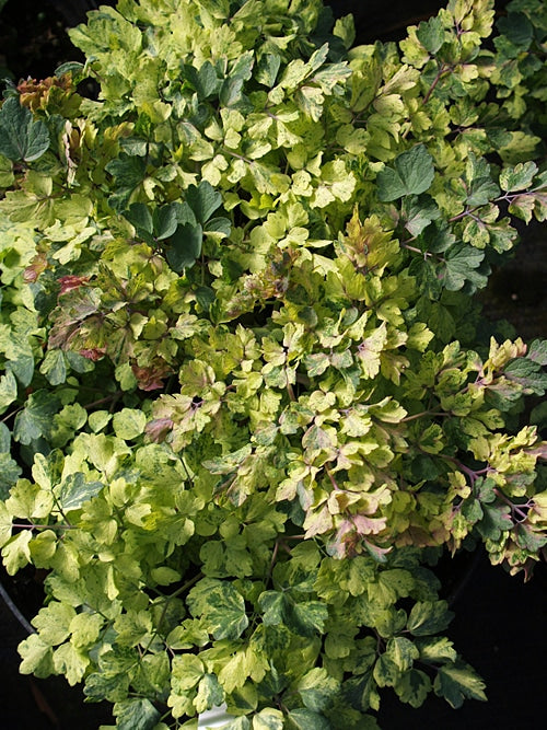 THALICTRUM FLAVUM subsp.GLAUCUM 'SILVER SPARKLER'