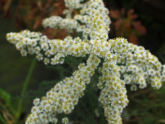 EUPATORIUM CANNABINUM 'FLORE PLENO'