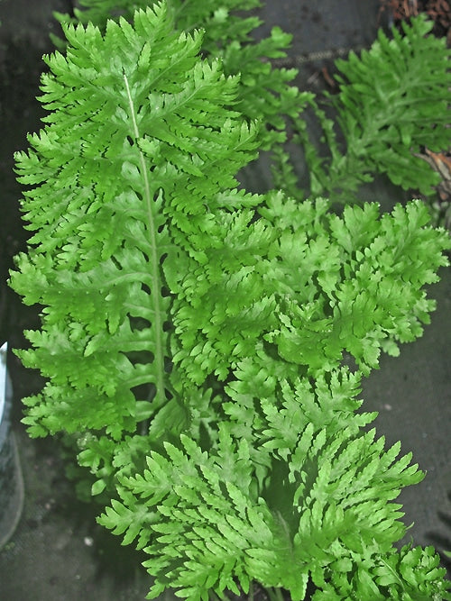 POLYPODIUM CAMBRICUM 'PULCHRITUDE'
