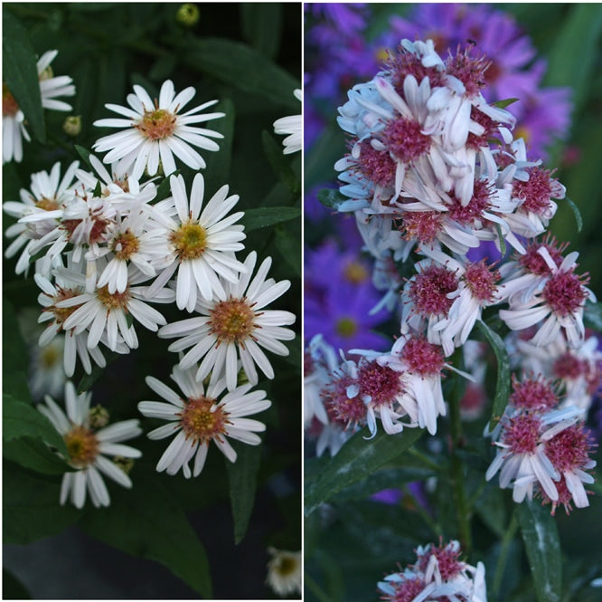 SYMPHYOTRICHUM LATERIFLORUM 'CHLÖE'