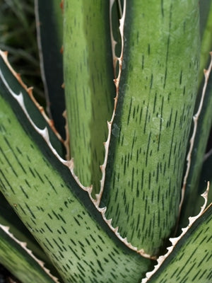 AGAVE LOPHANTHA CLONE 3.