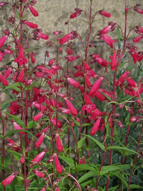 PENSTEMON 'GARNET'