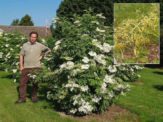 SAMBUCUS NIGRA f.VIRIDIS