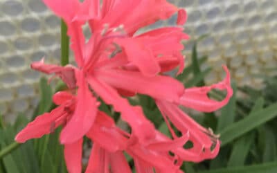 NERINE 'KIT'