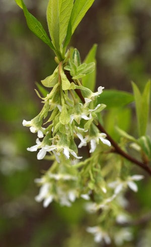 OEMLERIA CERASIFORMIS clone 3