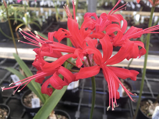 NERINE 'IOWA'
