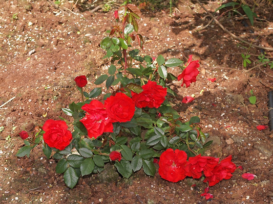 ROSA 'LA SÉVILLANA'