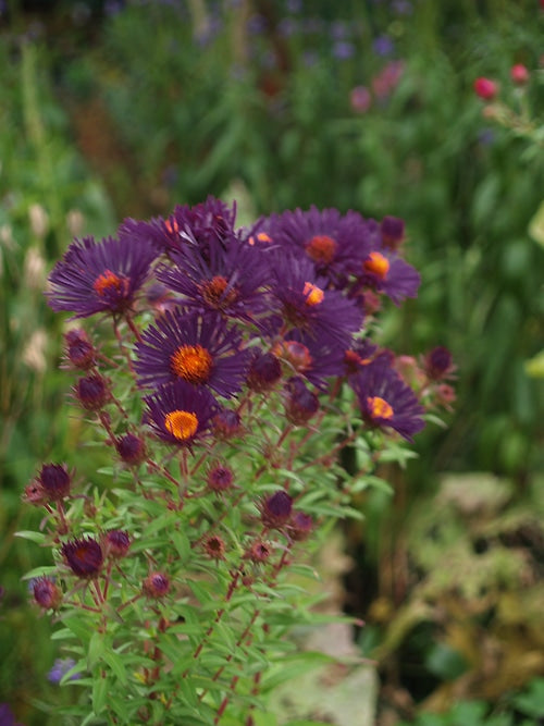 SYMPHYOTRICHUM NOVAE-ANGLIAE 'WARM THRONG'