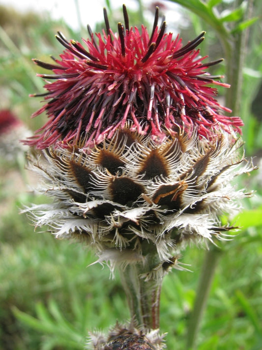 CENTAUREA ATROPURPUREA