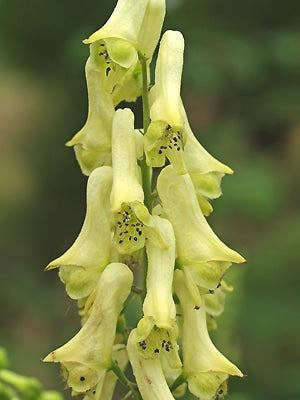 ACONITUM LYCOCTONUM 'DARKEYES'