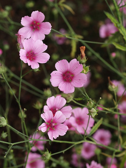 ALTHAEA ARMENIACA