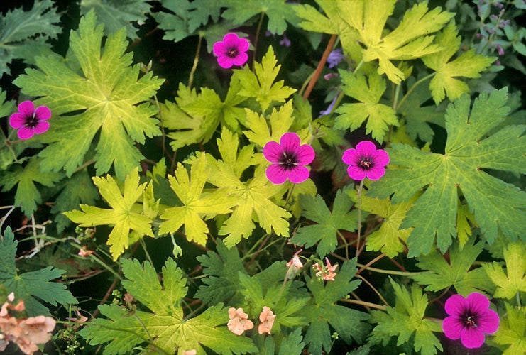 GERANIUM 'ANN FOLKARD'