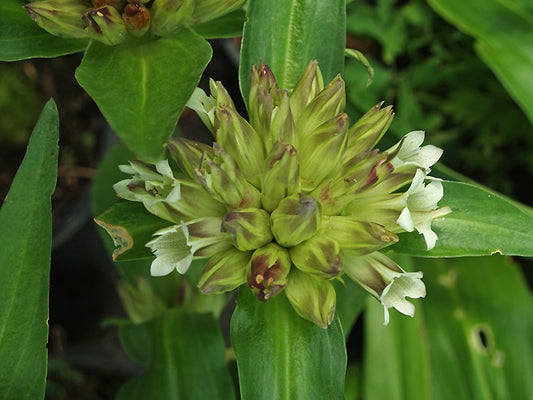 GENTIANA ZEKUENSIS