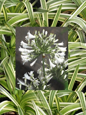 AGAPANTHUS 'ED CARMAN'