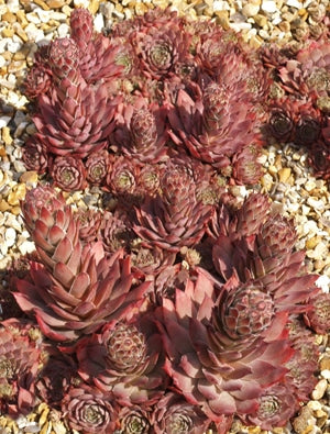 SEMPERVIVUM 'VIRGIL'