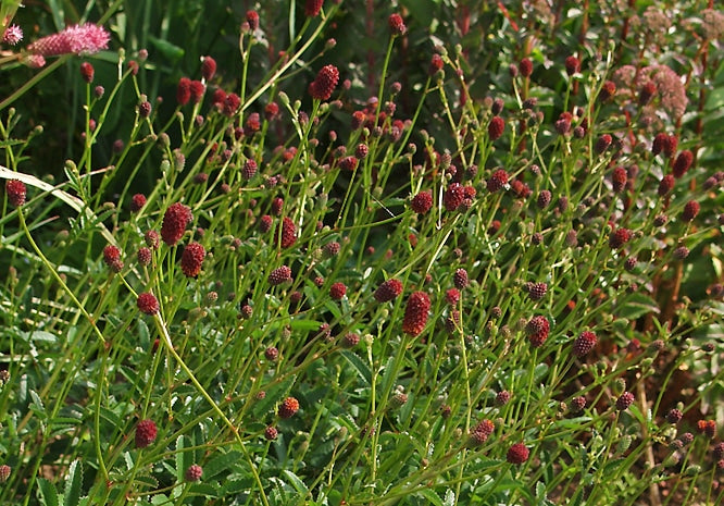 SANGUISORBA 'TANNA'