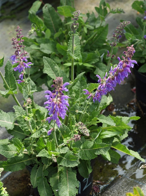 SALVIA x SYLVESTRIS 'LYE END'