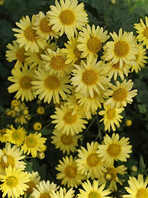 CHRYSANTHEMUM 'EARLY YELLOW'