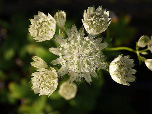 ASTRANTIA 'SUPERSTAR'