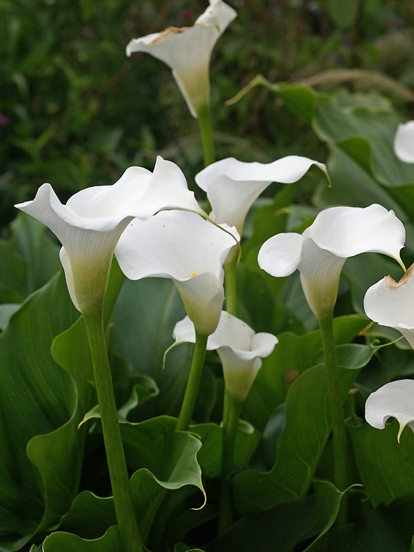 ZANTEDESCHIA AETHIOPICA 'CROWBOROUGH'