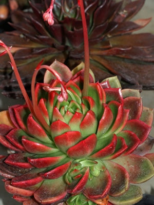 ECHEVERIA x GILVA 'RED'