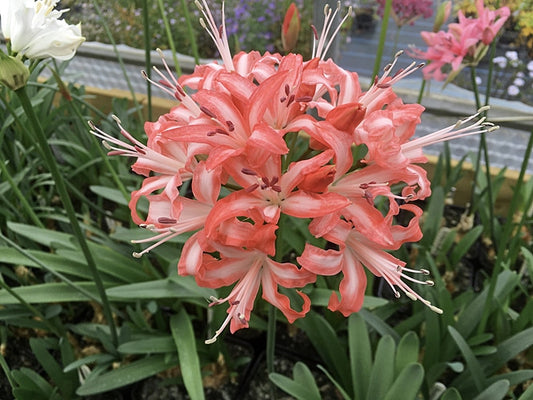 NERINE 'TAMILLA'