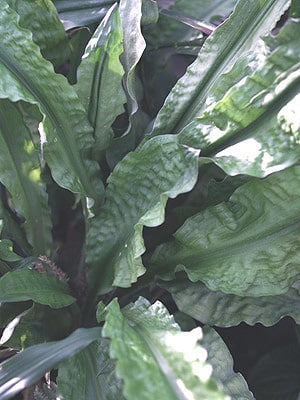 TUPISTRA CHINENSIS 'ECO CHINA RUFFLES'