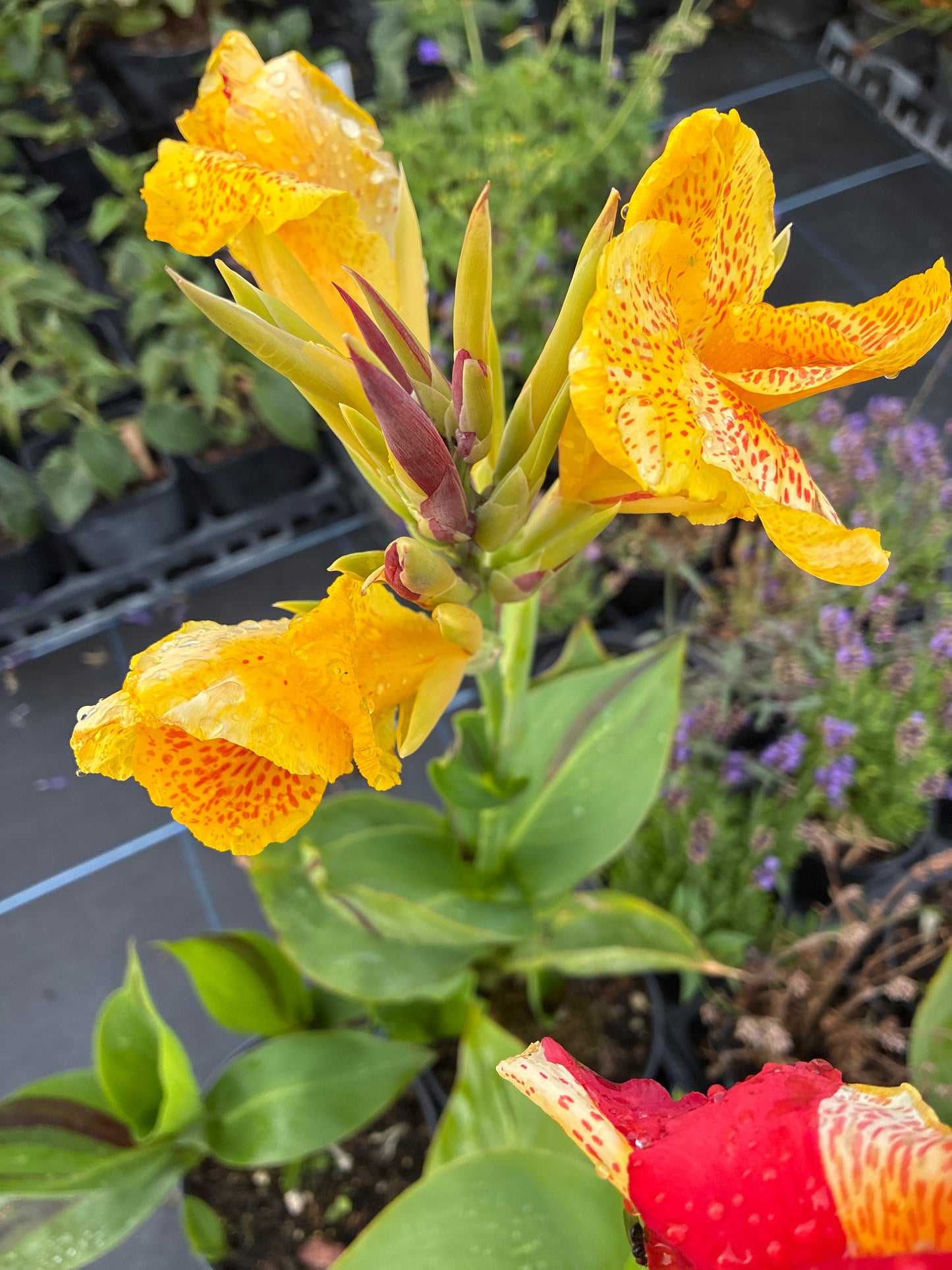 CANNA 'ANTHONY AND CLEOPATRA'