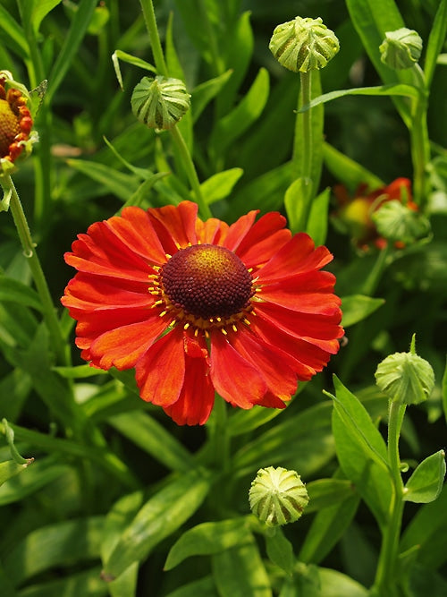 HELENIUM 'MERANTI'