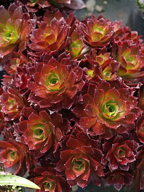 AEONIUM 'TREWIDDEN'