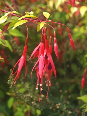 FUCHSIA 'GENII'
