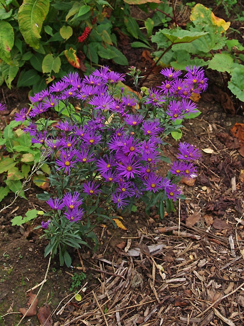 ASTER AMELLUS 'VIOLET QUEEN'