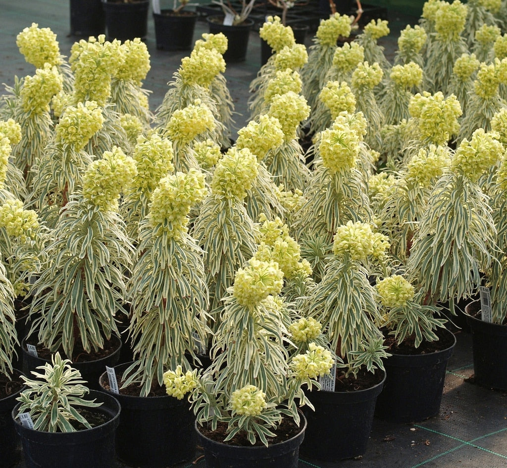 EUPHORBIA CHARACIAS 'TASMANIAN TIGER'