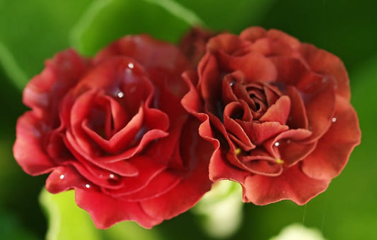 PRIMULA AURICULA 'STROMBOLI'