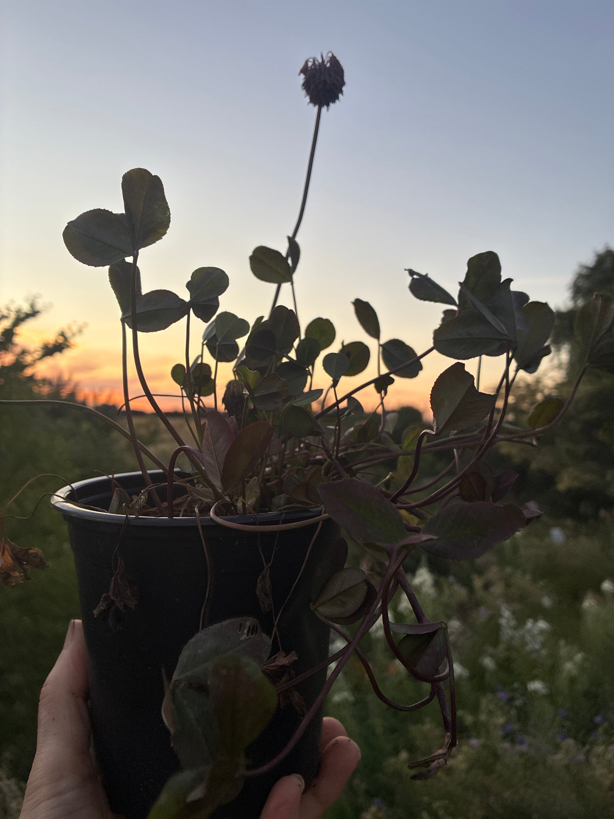 TRIFOLIUM REPENS 'WILLIAM'