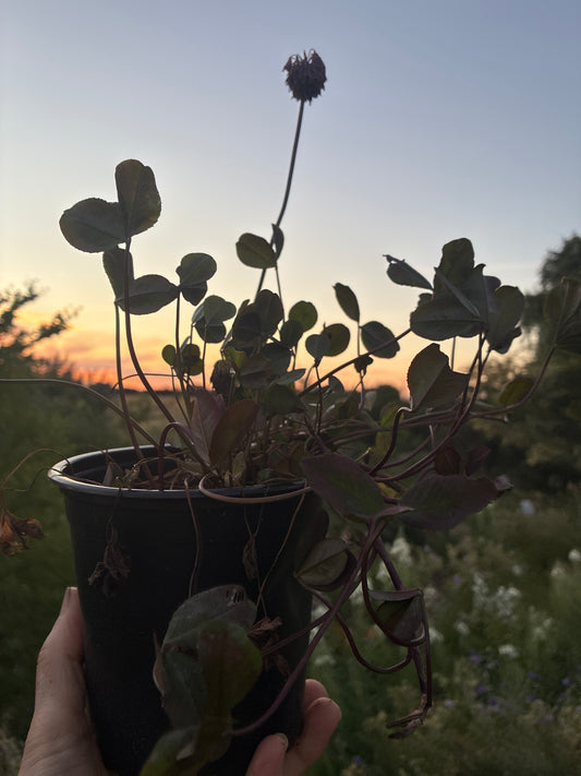 TRIFOLIUM REPENS 'WILLIAM'