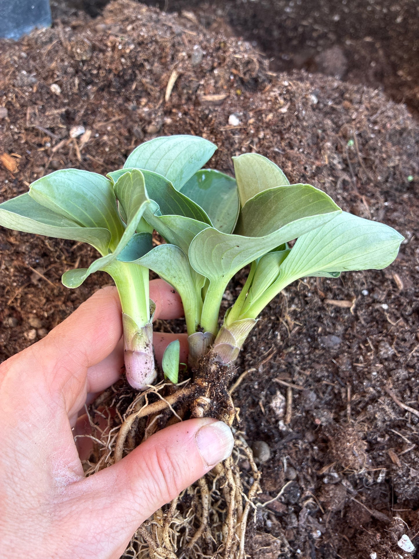 Hosta ‘Blue Mouse Ears’ | Miniature Blue Hosta