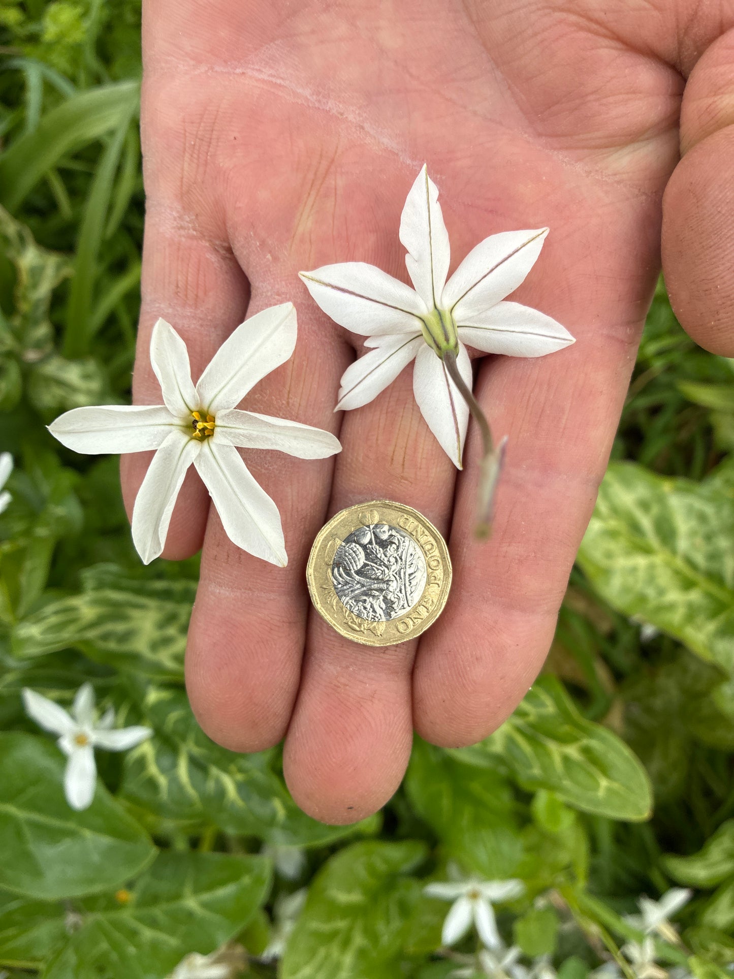 IPHEION 'ALBERTO CASTILLO'