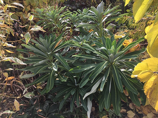 EUPHORBIA STYGIANA 'TORRIDGE'