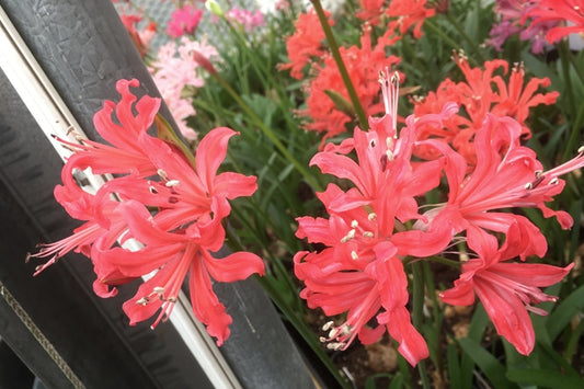 NERINE 'CASSIUS'