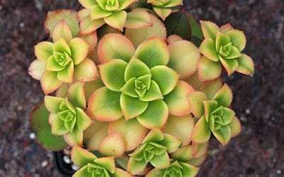 AEONIUM 'KIWI'