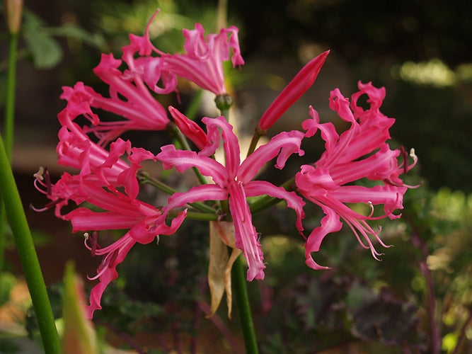 NERINE BOWDENII 'ISABEL'