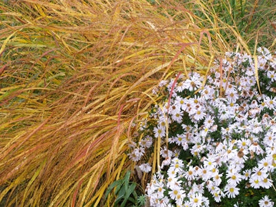 SYMPHYOTRICHUM 'PORZELLAN'