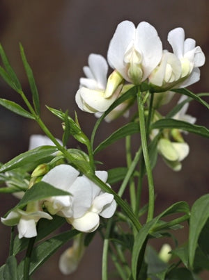LATHYRUS VERNUS var.ALBUS