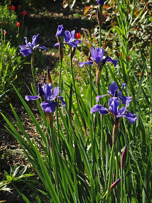 IRIS SIBIRICA 'ORVILLE FAY'