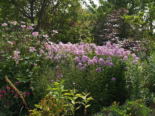 PHLOX x ARENDSII 'LUC'S LILAC'