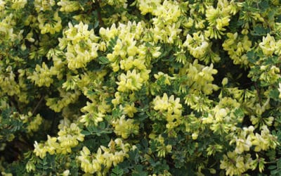 CORONILLA VALENTINA 'LAUREN STEVENSON'