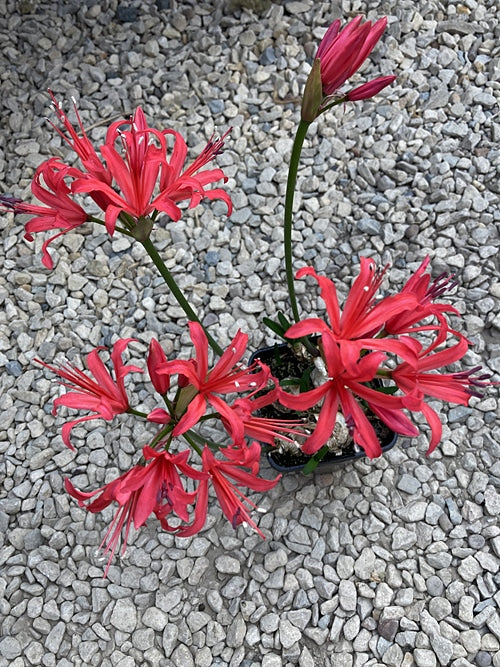 NERINE 'CASANOVA'